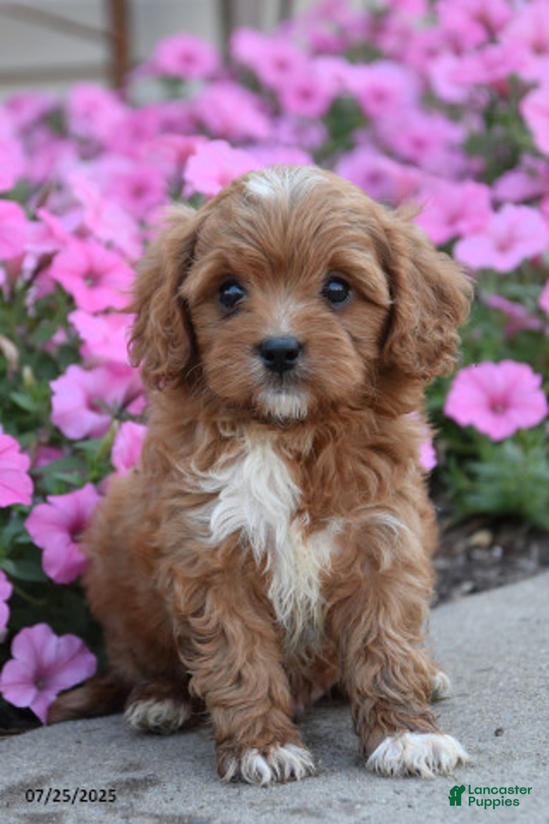 Mini Goldendoodle dogs for sale: Tiny - Image 1