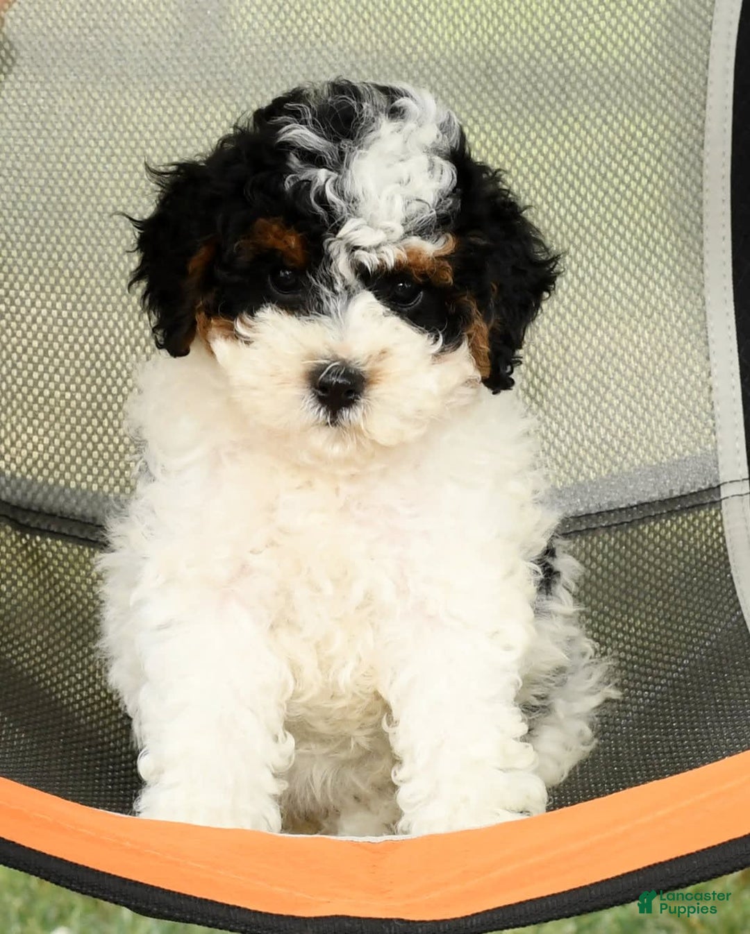 Cavapoo dogs for sale: Alexis - Image 4