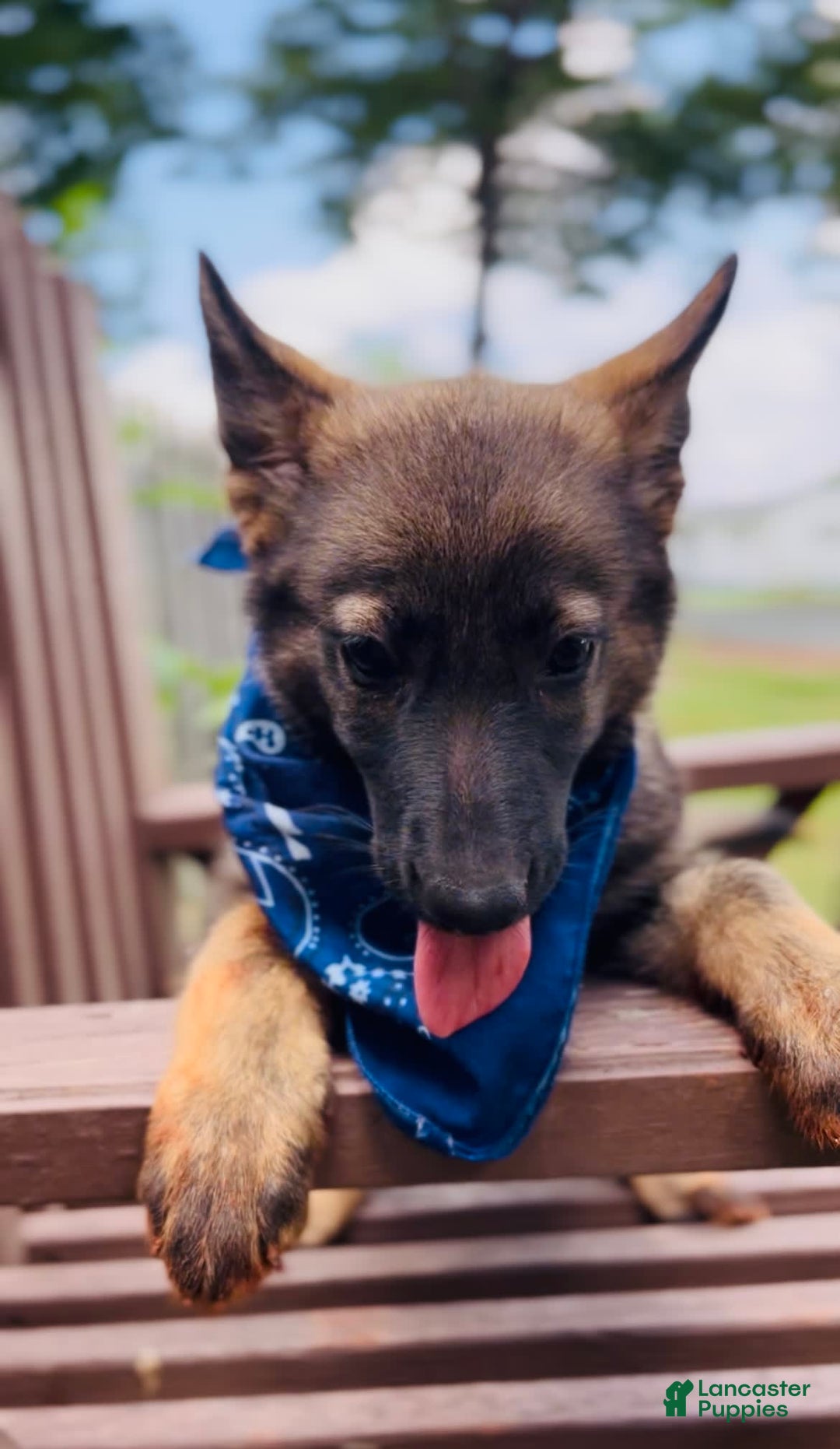 German Shepherd dogs for sale: Gem - Image 4