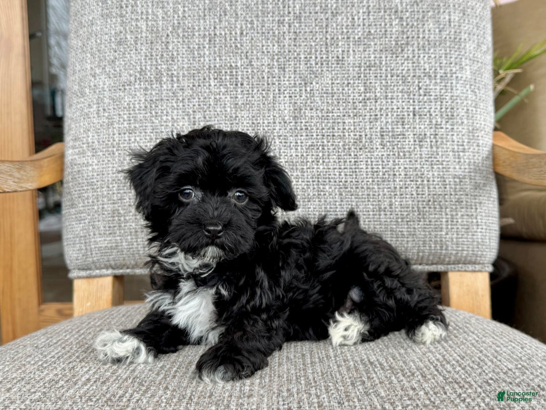 Havapoo dogs for sale: Lenny - Image 3