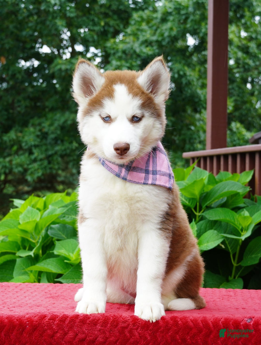 Siberian Husky dogs for sale: River - Image 3