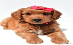 Mini Goldendoodle dogs for sale: Tasha - Image 2