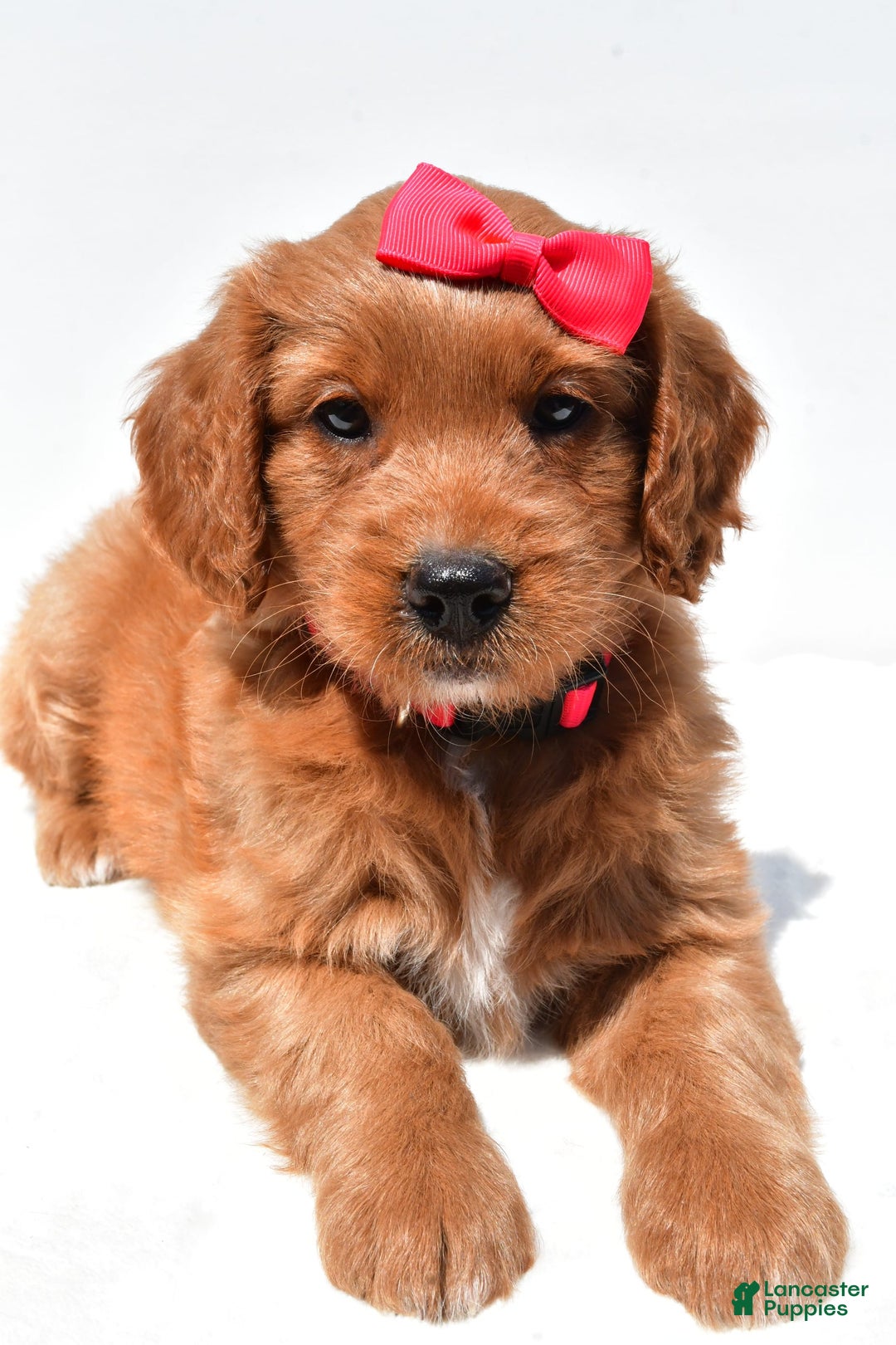 Mini Goldendoodle dogs for sale: Tasha - Image 2