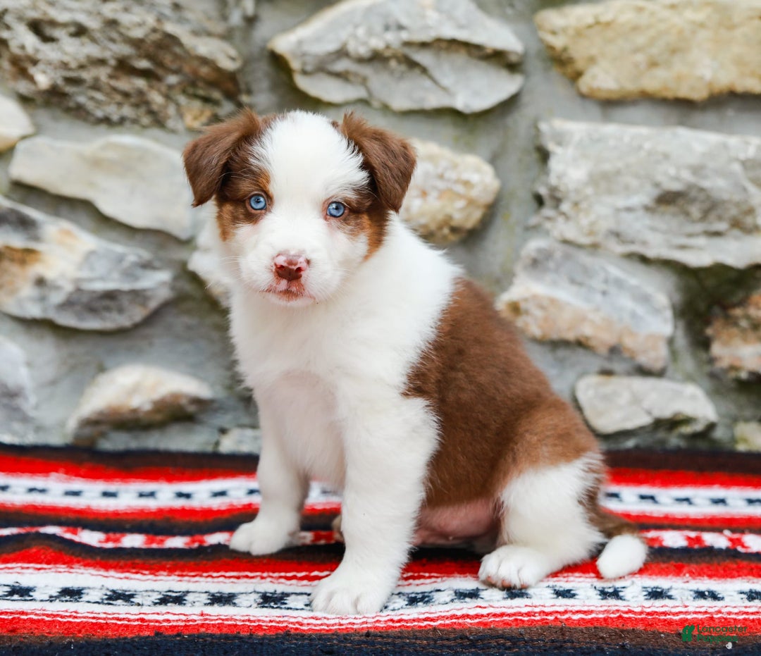 Australian Shepherd dogs for sale: River - Image 7