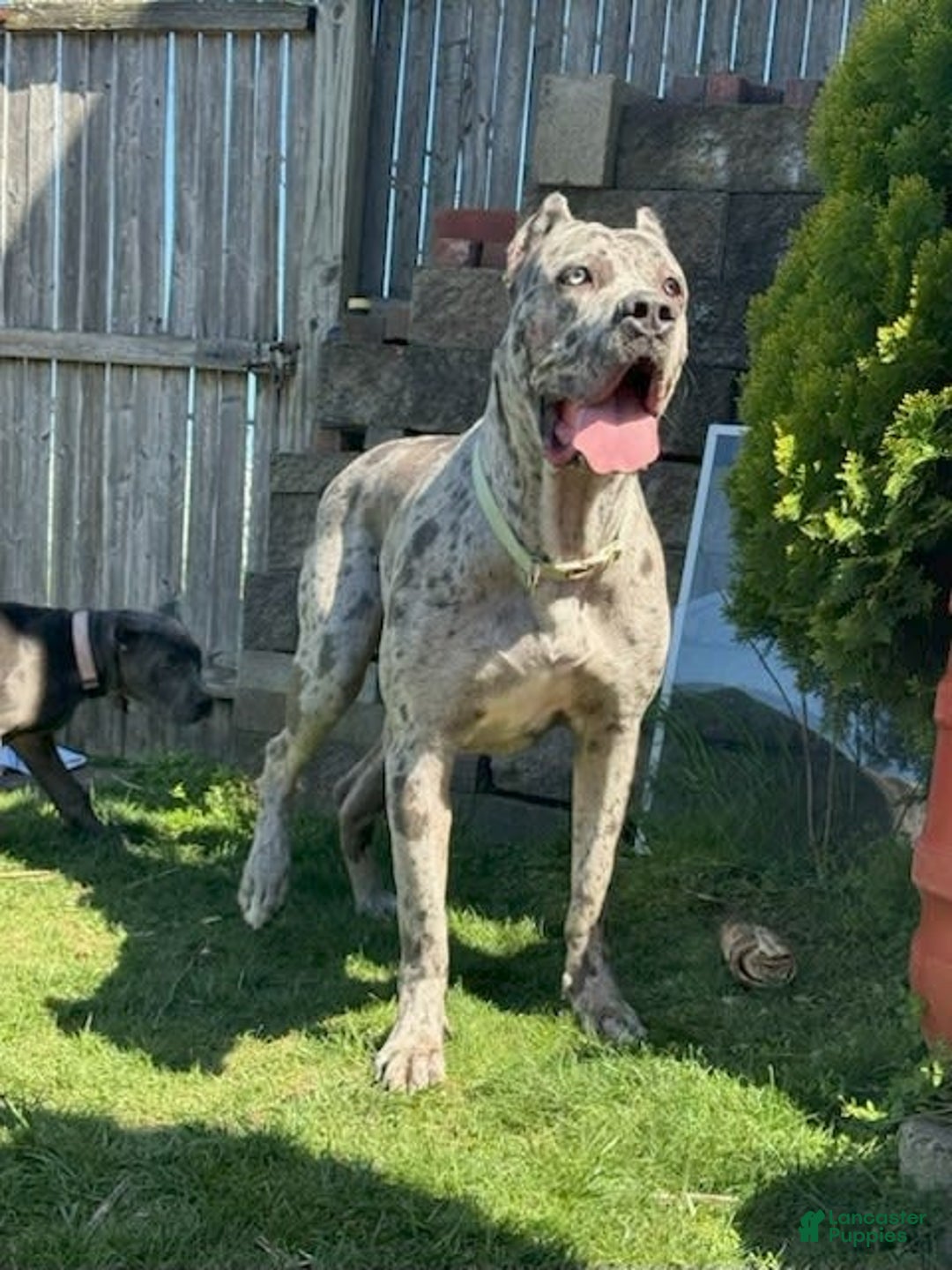 Cane Corso dogs for sale: Blue Female - Image 6