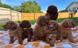 Mini Goldendoodle dogs for sale: Cooper - Image 2