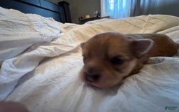 Pomeranian dogs for sale: Jill - Image 14