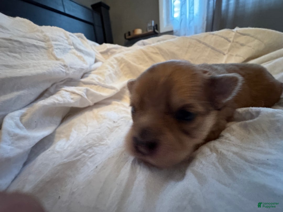 Pomeranian dogs for sale: Jill - Image 14