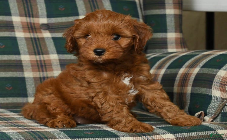 Cavapoo dogs for sale - Ad 1