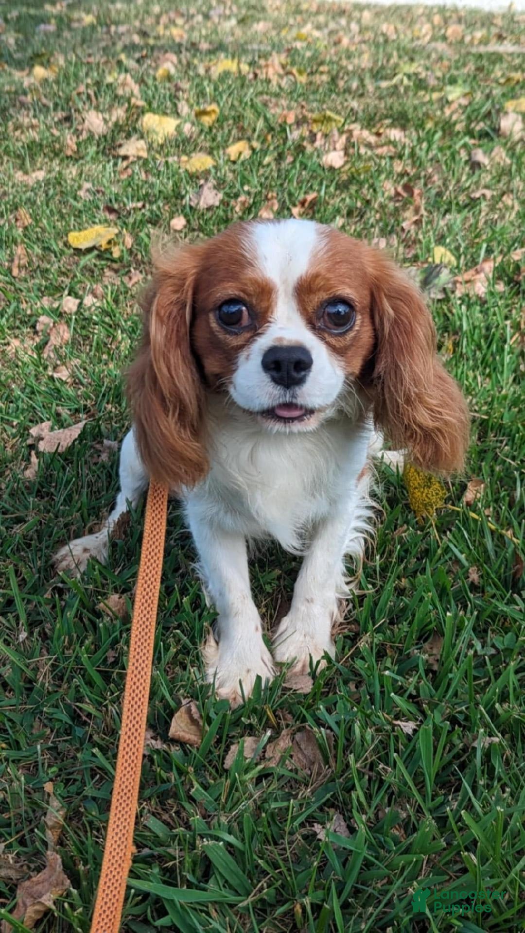 Cavalier King Charles Spaniel dogs for sale: Bridgette Boy 1 - Image 11