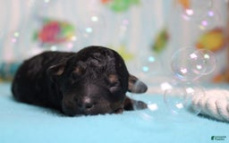 Toy Poodle dogs for sale: Jett - Image 1