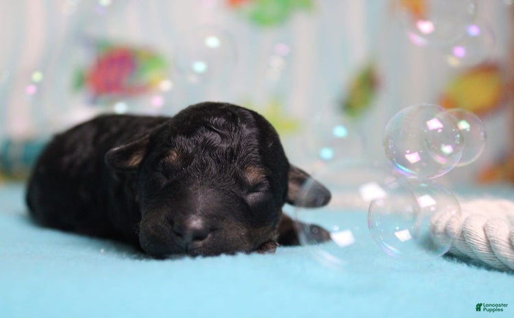 Toy Poodle dogs for sale - Ad 5