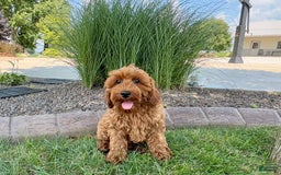 Cockapoo dogs for sale: Henry - Image 3