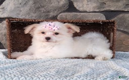 Havanese dogs for sale: Daisy - Image 2
