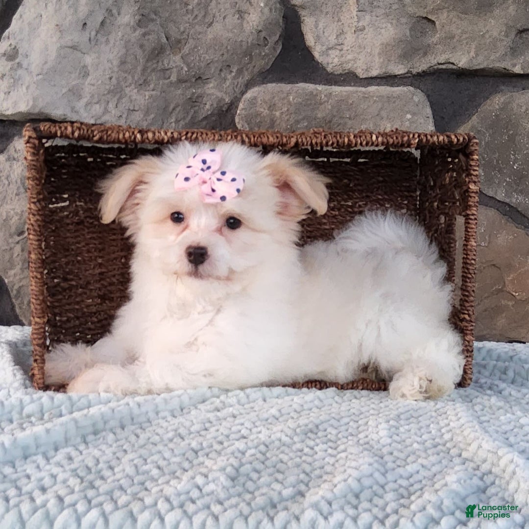 Havanese dogs for sale: Daisy - Image 2