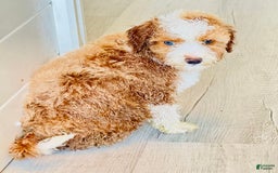 Aussiedoodle dogs for sale: Biscuit - Image 2