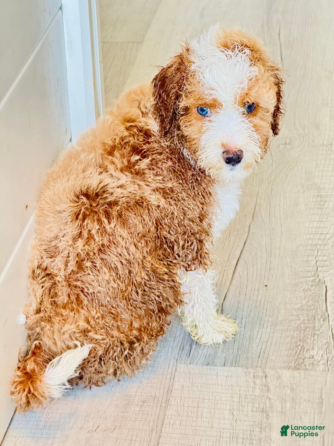 Aussiedoodle dogs for sale: Biscuit - Image 2