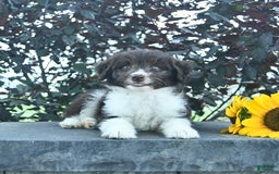Aussiedoodle dogs for sale: Meadow - Image 3