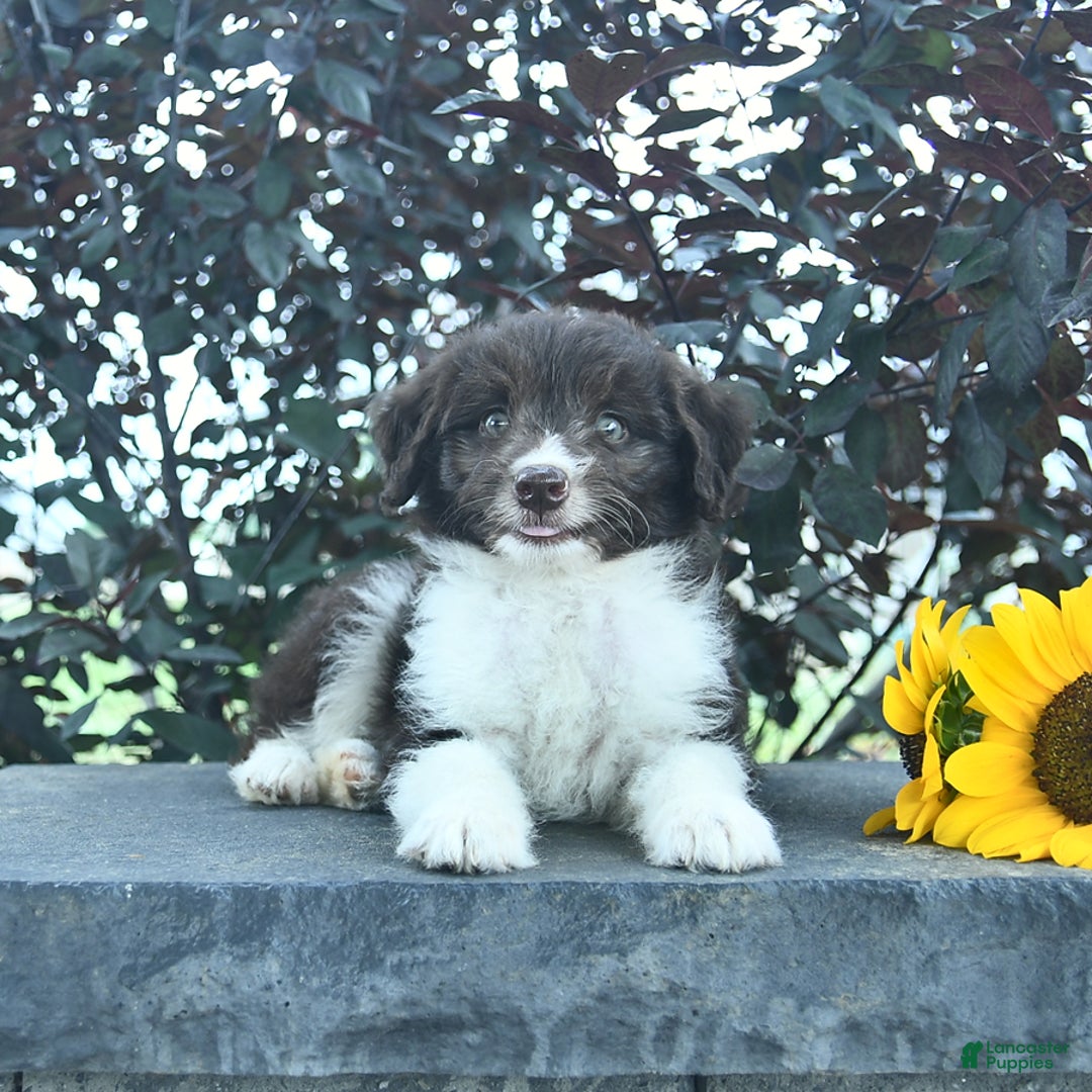Aussiedoodle dogs for sale: Meadow - Image 3