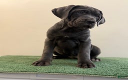 Cane Corso dogs for sale: Madonna - Image 10