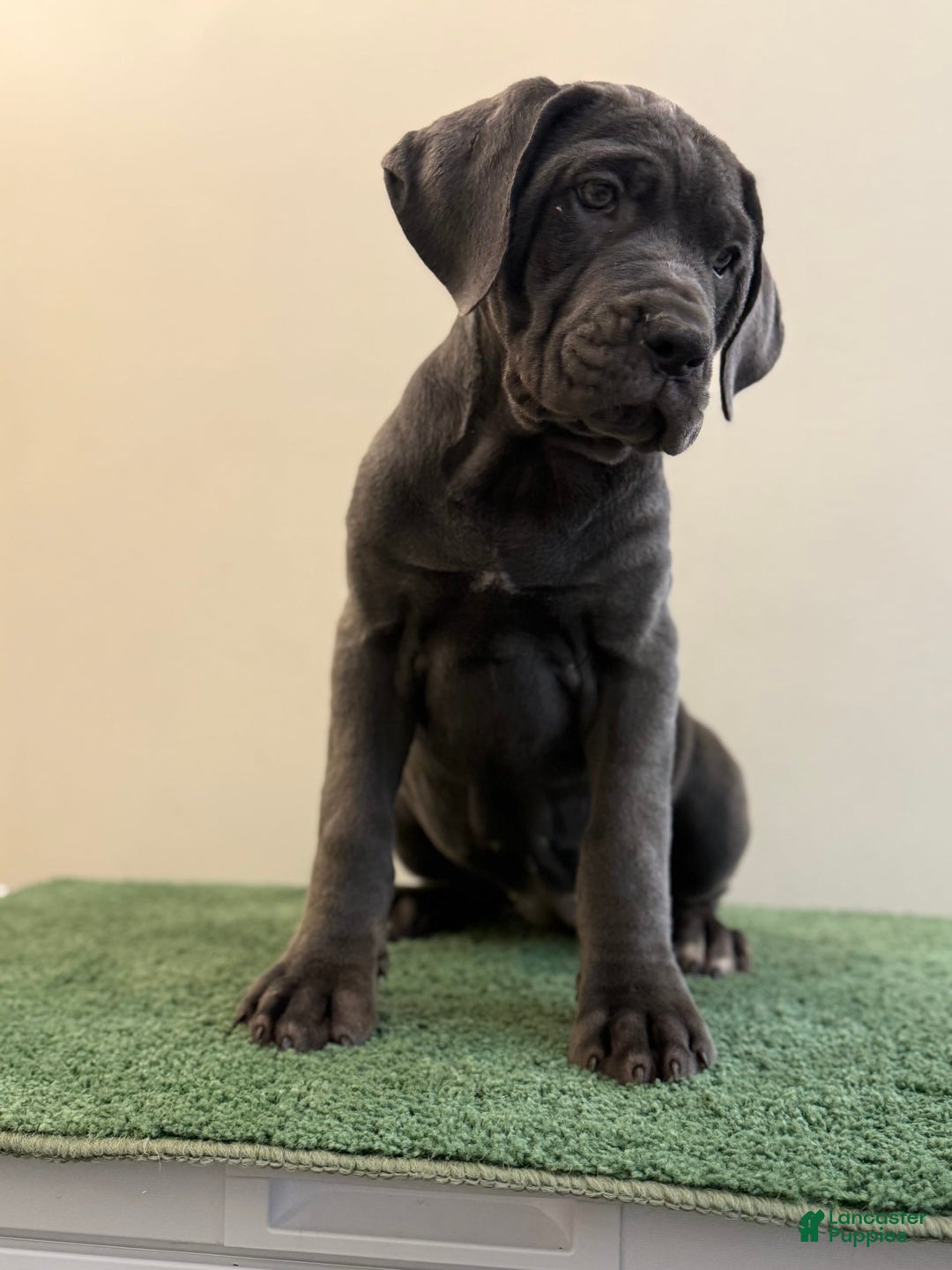Cane Corso dogs for sale: Madonna - Image 10
