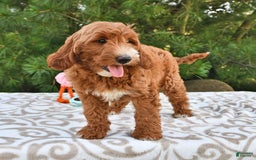 Mini Goldendoodle dogs for sale: Dixie - Image 13