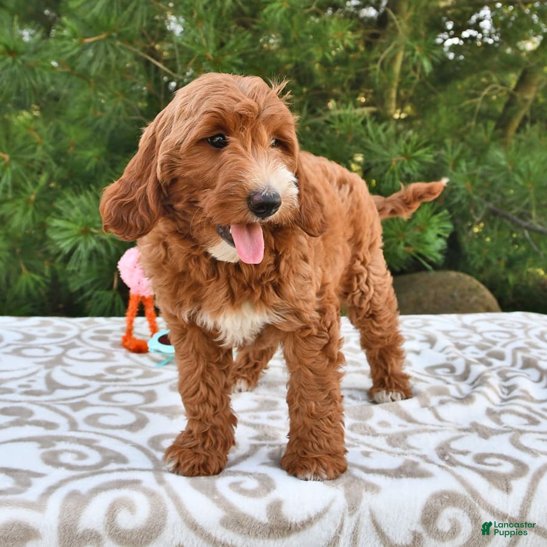 Mini Goldendoodle dogs for sale: Dixie - Image 13