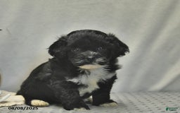 Teddy Bear dogs for sale: Bowe - Image 4
