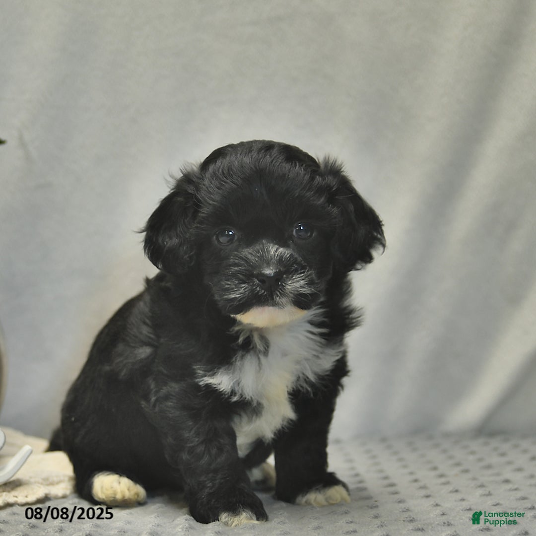Teddy Bear dogs for sale: Bowe - Image 4