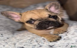 French Bulldog dogs for sale: Maggies Boys - Image 1