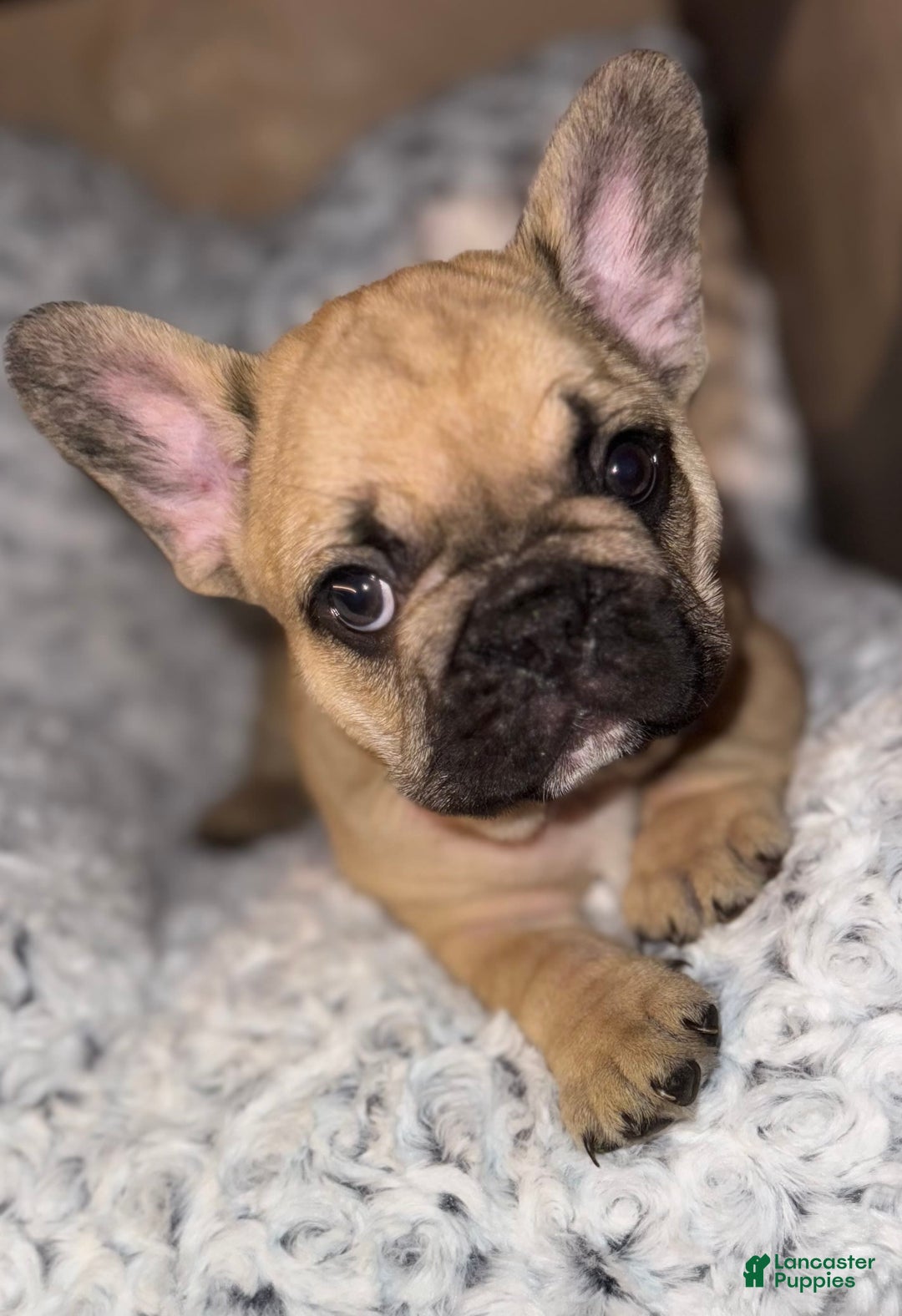 French Bulldog dogs for sale: Maggies Boys - Image 1