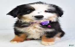 Miniature Australian Shepherd dogs for sale: Jenna - Image 2
