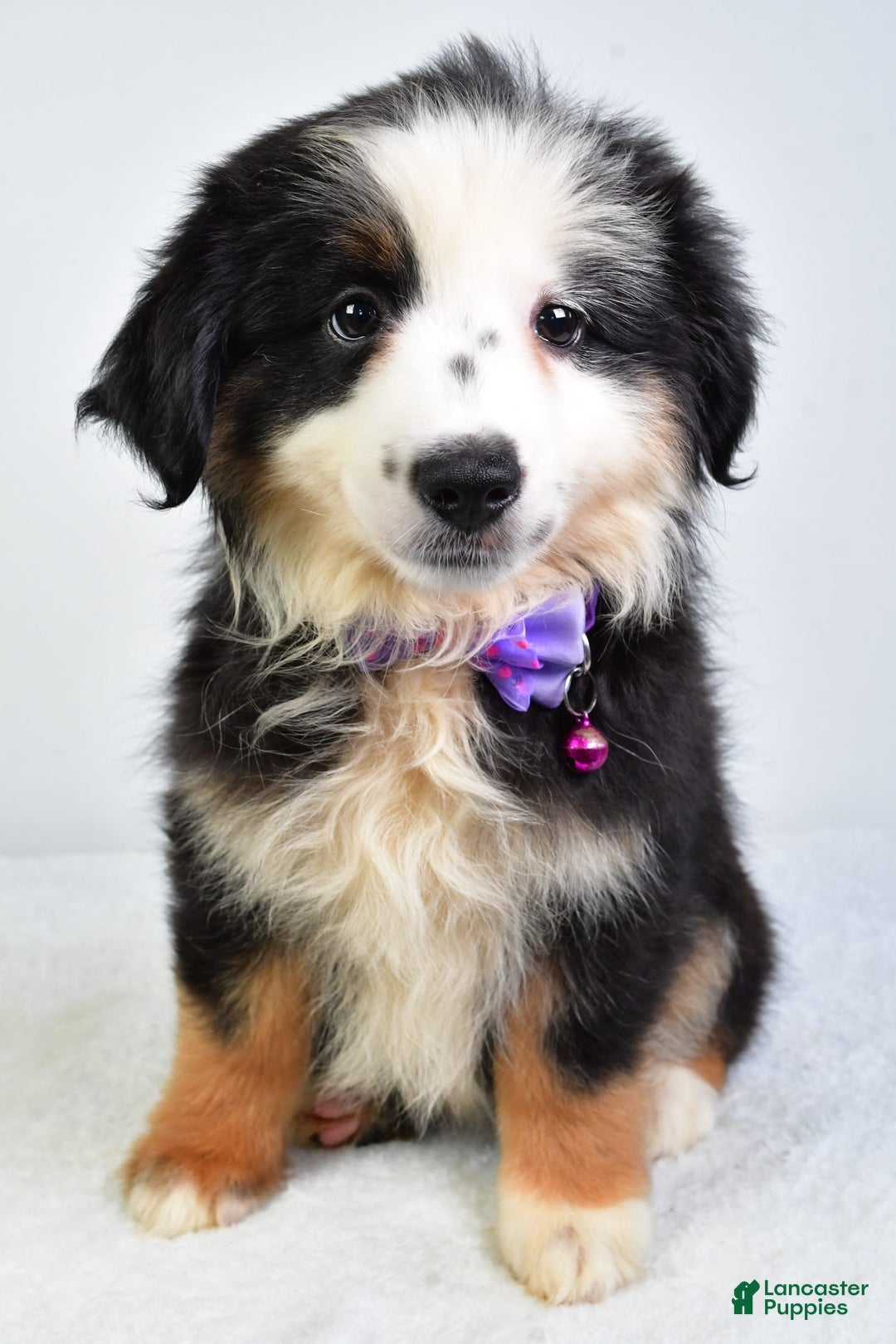 Miniature Australian Shepherd dogs for sale: Jenna - Image 2
