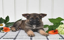 German Shepherd dogs for sale: Kendon - Image 4