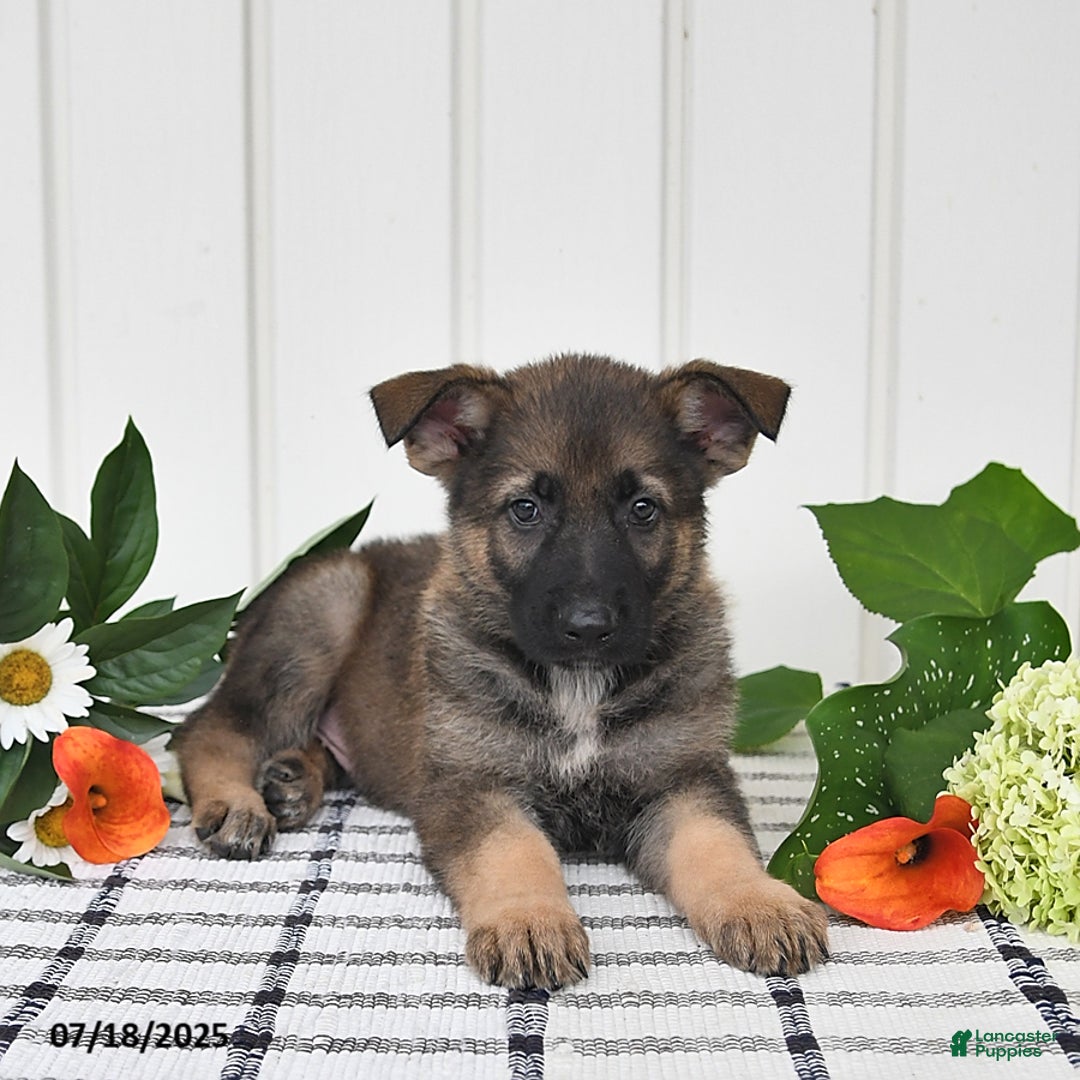 German Shepherd dogs for sale: Kendon - Image 4
