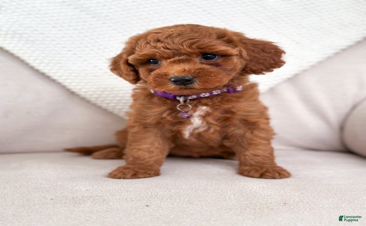 Mini Goldendoodle dogs for sale - Ad 2