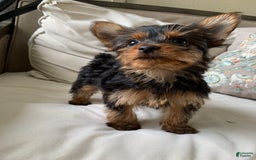 Yorkshire Terrier dogs for sale: Nala - Image 9