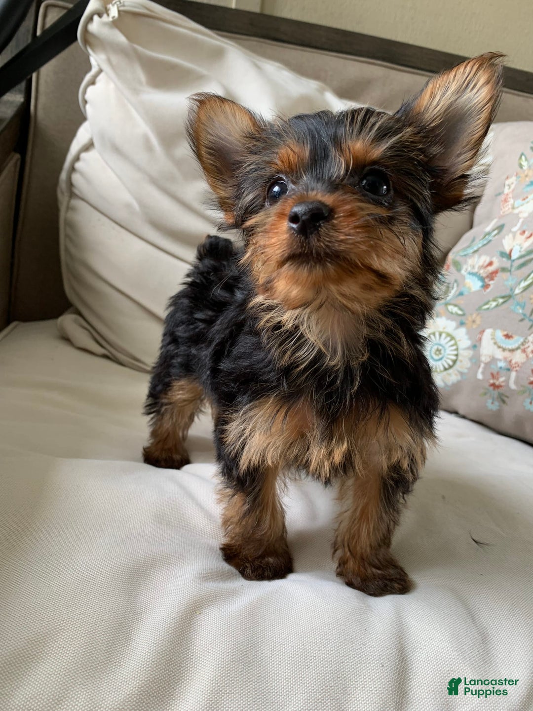 Yorkshire Terrier dogs for sale: Nala - Image 9