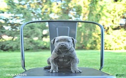 Cane Corso dogs for sale: Cane Corso 12 puppies - Image 26