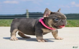 French Bulldog dogs for sale: Pearl - Image 2
