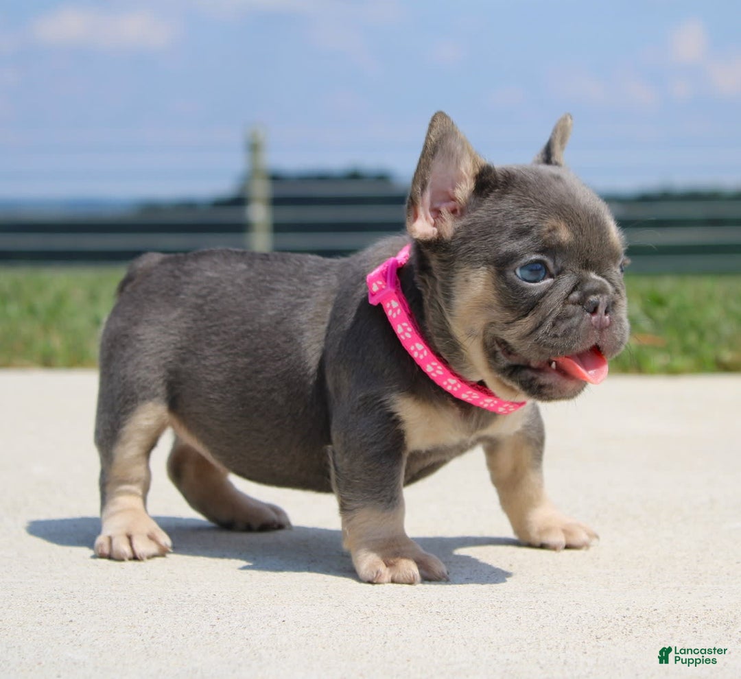 French Bulldog dogs for sale: Pearl - Image 2