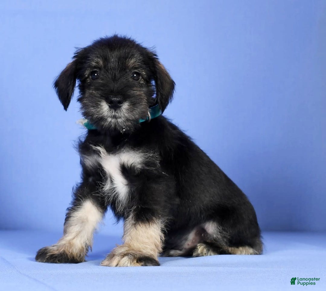 Miniature Schnauzer dogs for sale: Austin - Image 9
