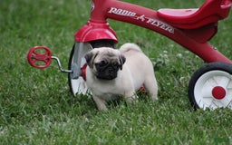 Pug dogs for sale: Edith - Image 9