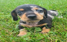 Miniature Dachshund dogs for sale: Debbie - Image 3