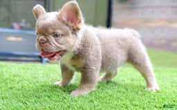 French Bulldog dogs for sale: Gorgeous George - Image 5