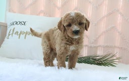  dogs for sale: Mini Goldendoodle 4 puppies - Image 1