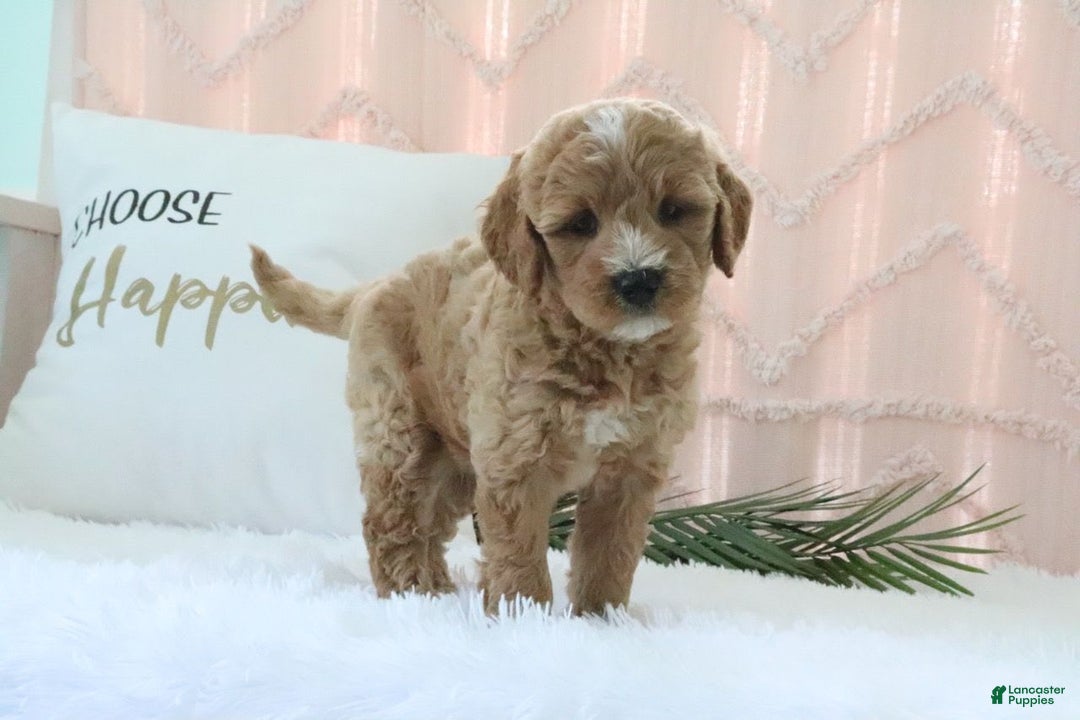  dogs for sale: Mini Goldendoodle 4 puppies - Image 1