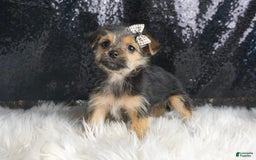 Morkie dogs for sale: Pudding - Image 2