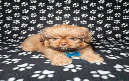 Shih Tzu dogs for sale: Dexter - Image 4