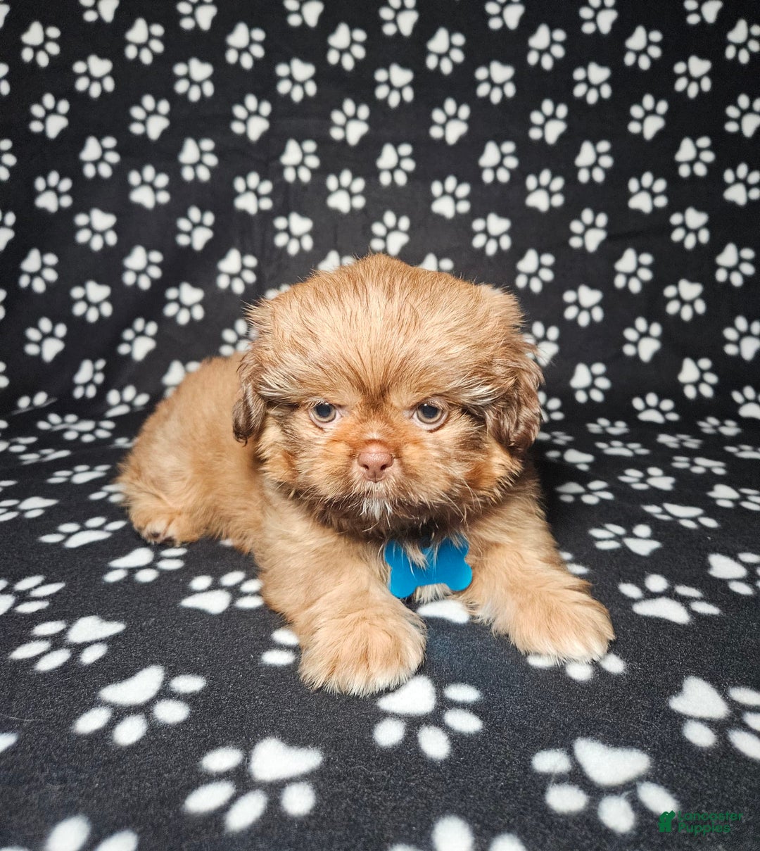 Shih Tzu dogs for sale: Dexter - Image 4